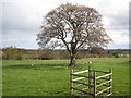 Brancepeth Park