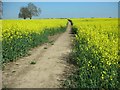 Footpath from Wollaston to Irchester