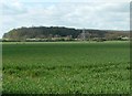 Cereal crop near woods