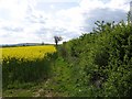 Edge of oil seed rape field