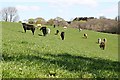 Cattle on the Hillside