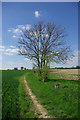 Footpath through the fields