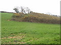 Pasture with gorse thicket