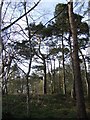 NY5156 : Pines on the edge of Brampton Quarry. by Jonathan Billinger