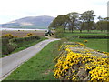 Gorse hedge and Criffel