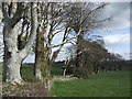 Row of beeches by Cumstoun Mains