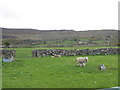 Sheep pasture at Fferm Blaen-y-cae Farm