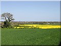 View across farmland, Woodnesborough