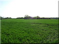 Field near Standon Green End