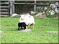 A ewe with its black lamb with a white tip to its tail