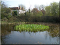 The pond at Epping Green