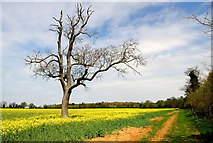 TL1499 : Oil seed rape field near Milton Park, Peterborough by Julian Dowse