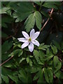 Wood anemone