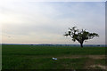 Tree and balloon