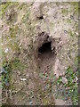 Badger sett on stream bank