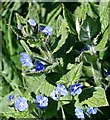 Green Alkanet growing by the roadside