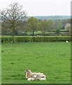 Farmland near Benscliffe Road