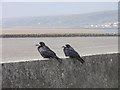 Resting rooks