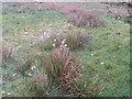 Reeds and marsh willow herb