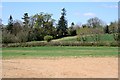 Fields and Trees