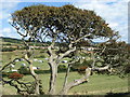 Wind beaten trees above Burton Bradstock