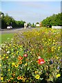 Wildflowers on traffic island