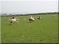 SX1899 : Sheep at Millook by David Hawgood