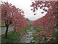 Cherry Trees, Dollar