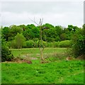 Old River Bed, Shrewsbury