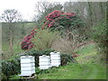 SW8532 : Beehives at Place House by Robin Lucas