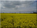 A field of Oil Seed Rape