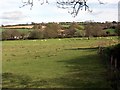 Sheep grazing near Tregony.