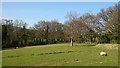 View Across A Field