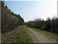 Forest track at Powler