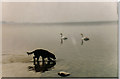 N3947 : Dog and Swans by Bernie