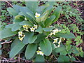 Primroses near the bend in the lane