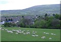 Sheep, above Church Village