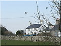 Houses in Lon Groes