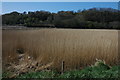 Reed beds beside the River Torridge