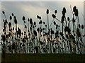 Teasel silhouette