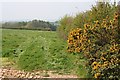 Hedgerow Gorse