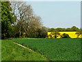 Bridleway and crops, near Clyffe Pypard