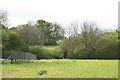 View from the back of Wittersham Grain Store towards Acton Farm