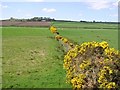 Lettershendoney Townland