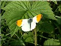 SE3113 : Orange Tip butterfly on bramble leaf by John Fielding