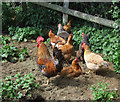 Free Range Poultry in Smallholding, Rudge Heath, Shropshire