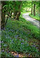 Spring at Stancombe Lane