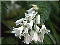 Three Cornered Garlic  (Allium triquetrum)