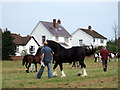 Barley Saturday: stallions in the ring