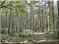 Woodland on the Hamptworth Estate